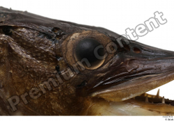 Eye Fish Animal photo references